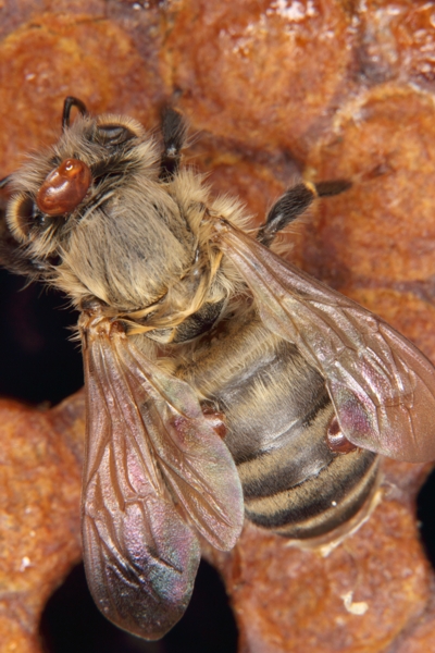 Honigbiene mit Varroamilben